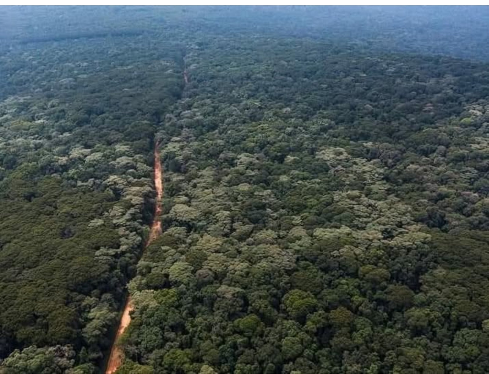 An aerial view of a forest access track cutting through the Kakamega Forest canopy