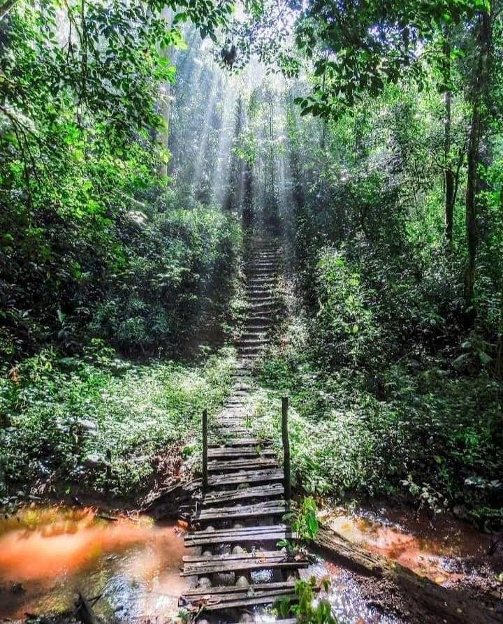 A wooden footbridge and steps leading through sunlit forest