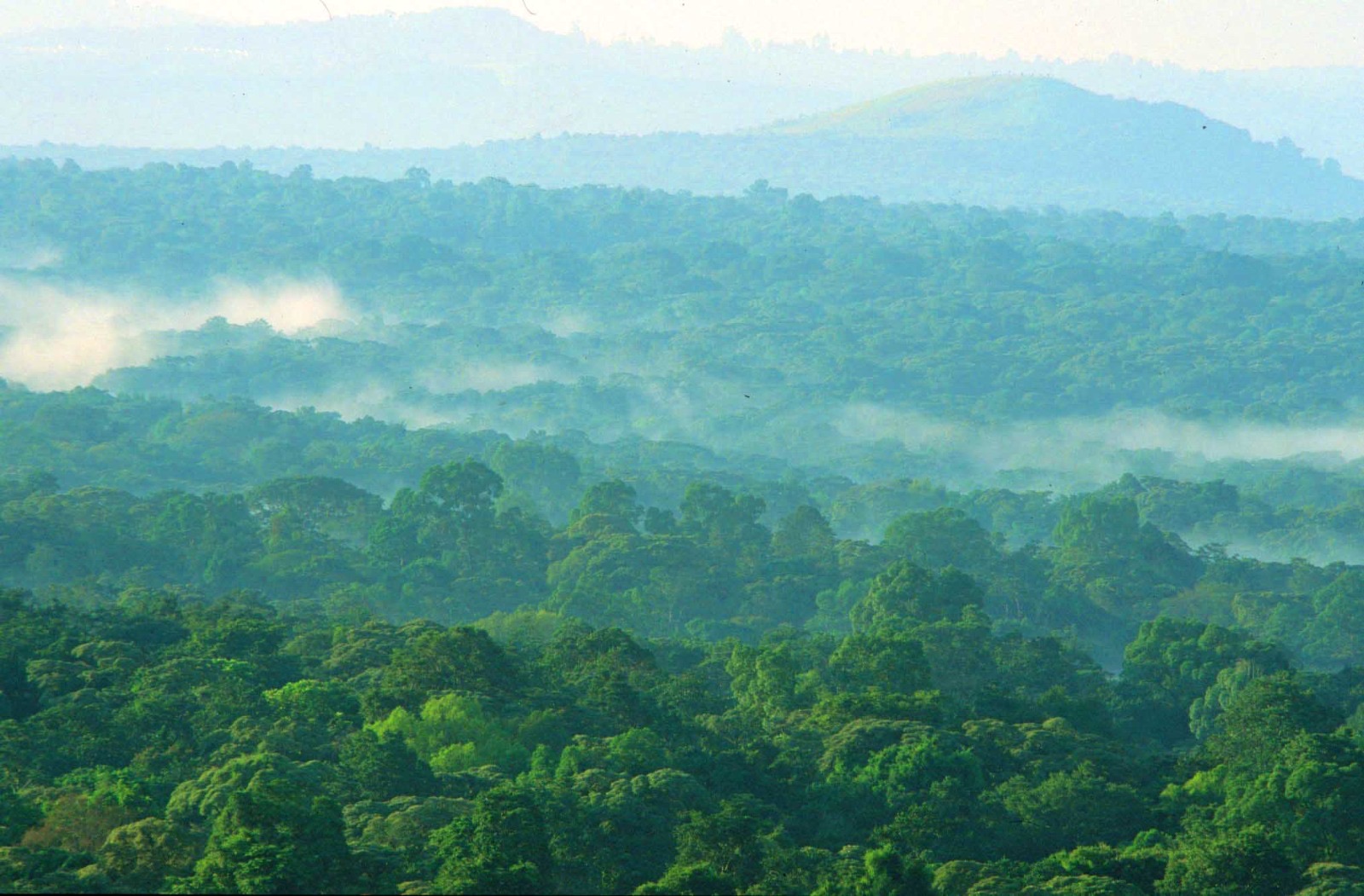 Mist rising over the forest canopy at dawn, with hills visible in the distance
