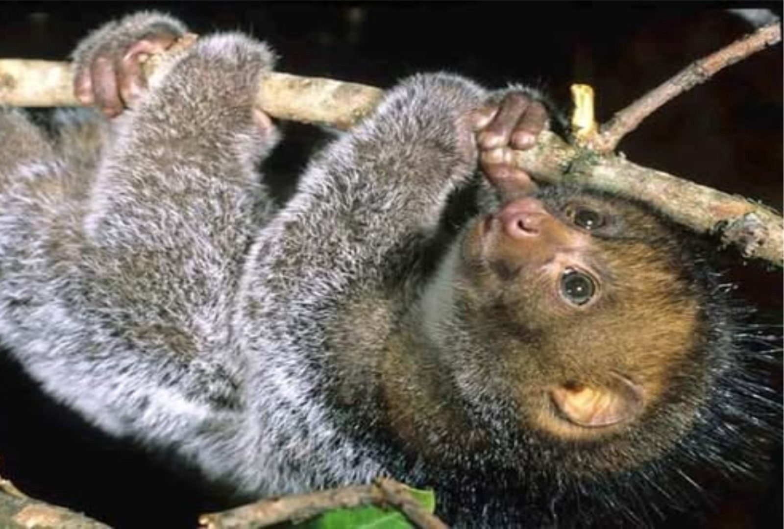 A potto, a nocturnal primate, gripping a branch in the forest canopy