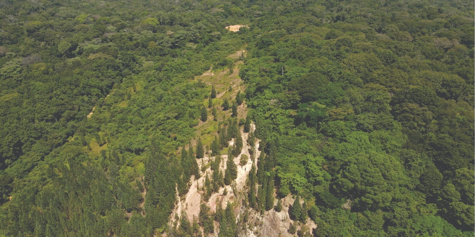 Aerial view of the dense green canopy of Kakamega Forest, Kenya's only tropical rainforest, bordered by farmland