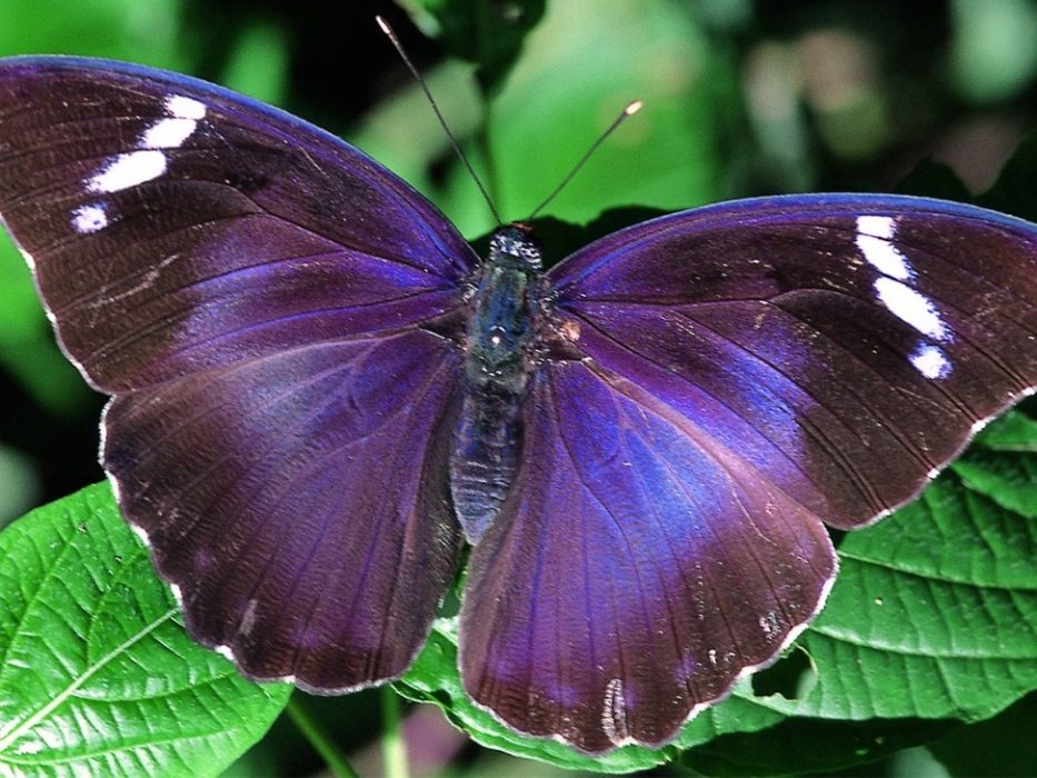 A large iridescent violet-blue butterfly with white wing spots, resting on a leaf