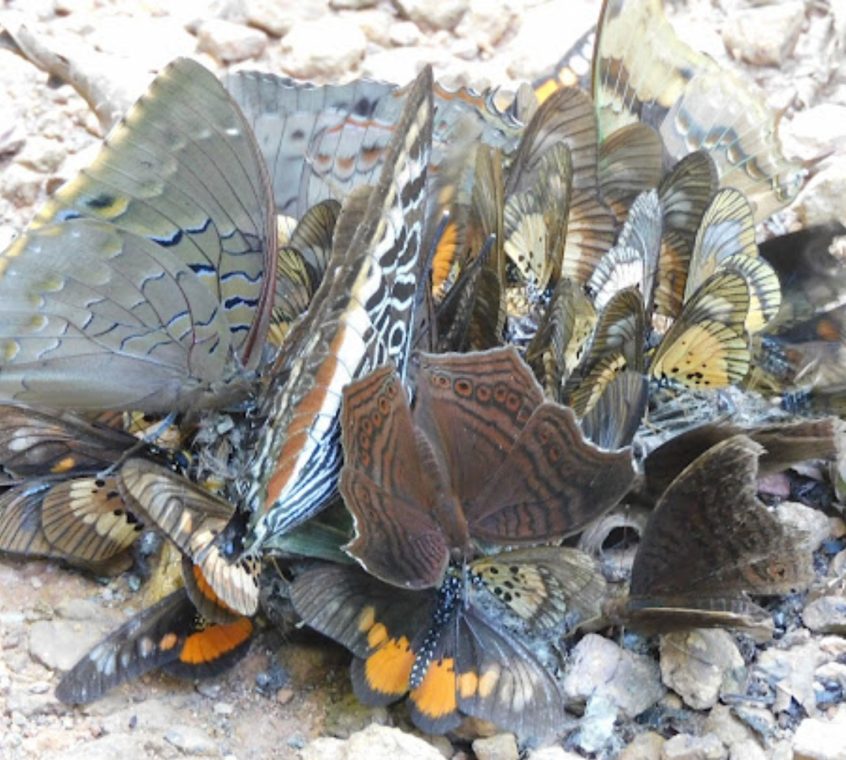 A dense cluster of many butterflies of several species mud-puddling together on gravel