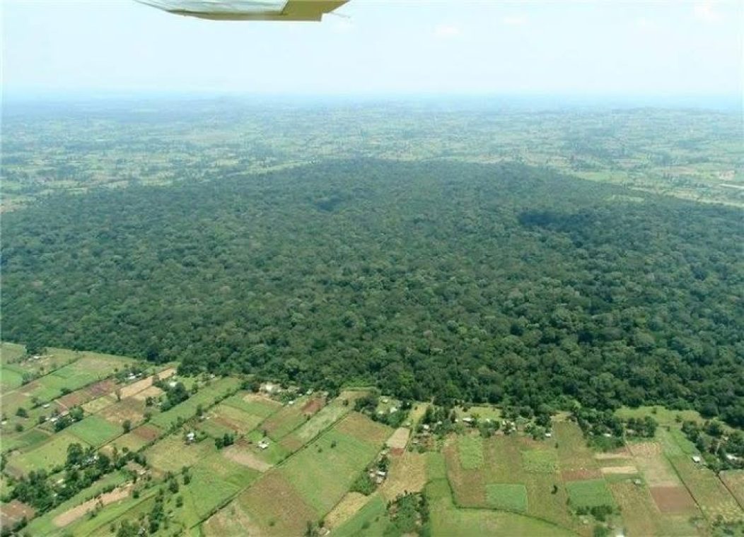 Aerial view of the forest as an island of dense canopy bordered by cultivated farmland