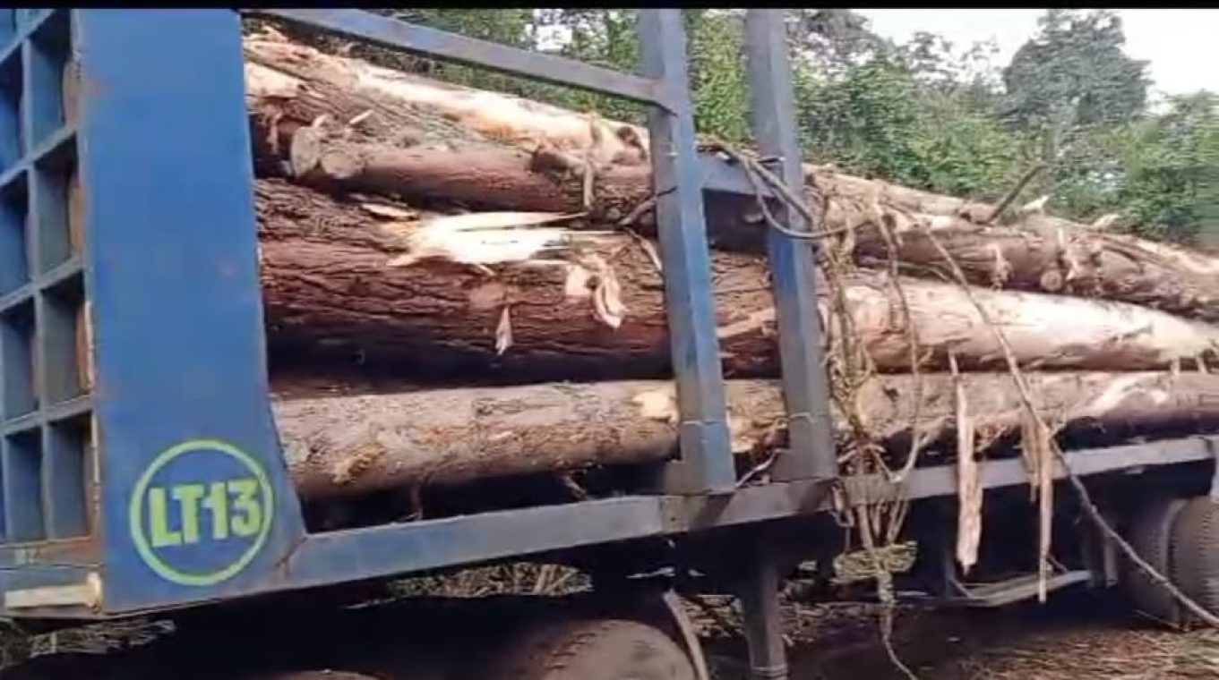 A flatbed truck loaded with freshly felled timber logs, forest visible in the background