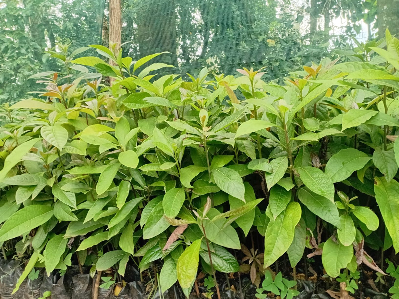 Indigenous tree seedlings raised in polytubes under shade netting