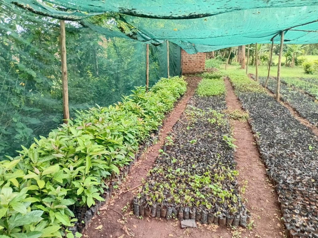Rows of indigenous tree seedlings raised in polytubes under a nursery shade structure