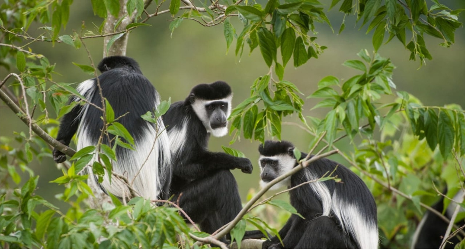 Three black and white colobus monkeys resting together in the forest canopy
