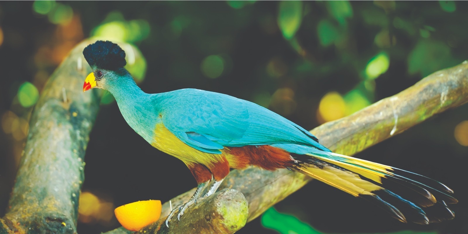 A Great Blue Turaco perched on a branch in Kakamega Forest